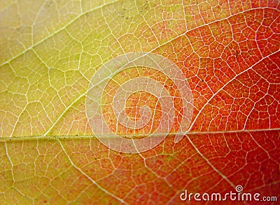 Background leaf in green, yellow and red Stock Photo