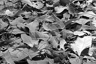 Background from leaf Stock Photo