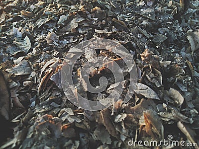 Background, leaf pile, shiny, beautiful color, Stock Photo