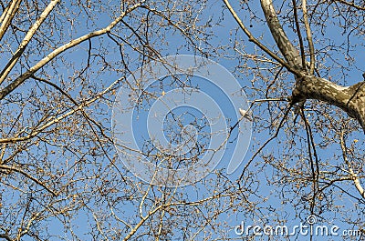 Background of leafless branches Stock Photo