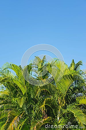 The background leaves of palm trees and the sky Summer Concept Stock Photo