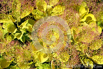 Background from leaves of a wig-tree, a grade the Golden Spirit Cotinus coggygria Scop. Golden Spirit Stock Photo