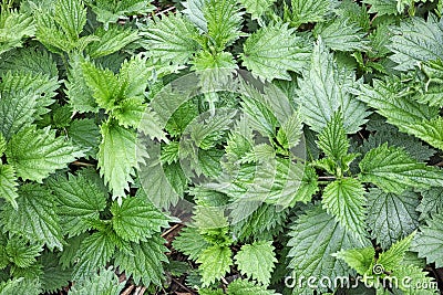 Background of the leaves of young nettle Stock Photo