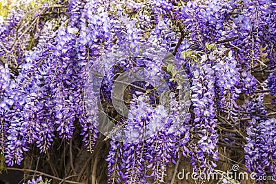 Background of lilac Wisteria flowers Stock Photo