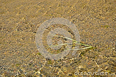 Limpid stream Stock Photo