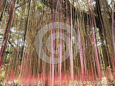 Background of the line shapes and textures of the Java Treebine Stock Photo