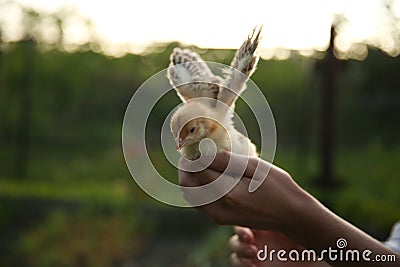Background of little nestling on the hand Stock Photo