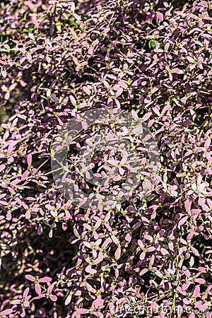 Background of little violet flower Stock Photo