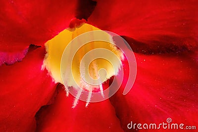 Background Macro photo of red flower of Adenium obesum Stock Photo
