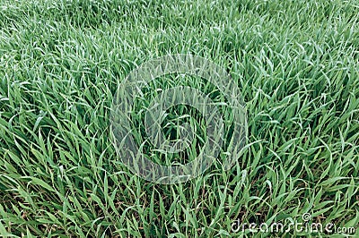 Background made of fresh green grass. Creative and moody color of the picture. Stock Photo