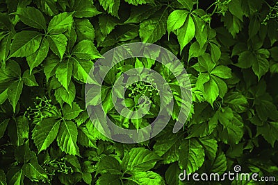 Background made of fresh green leaves toned Chartreuse color. Green dynamic backdrop Stock Photo