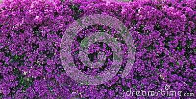 Background: magenta Bougainvillea (Paper flower) Stock Photo