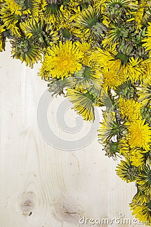 the background of the many buds of yellow dandelions Stock Photo