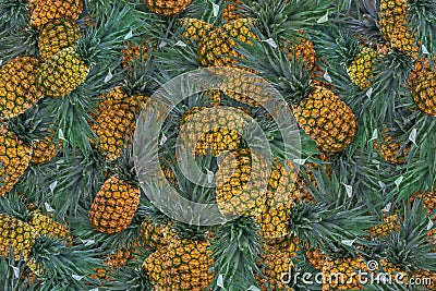 Background of many pineapples Stock Photo