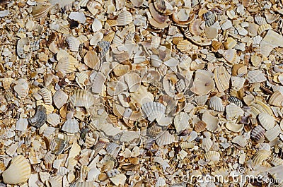 Background with many seashells, beach Stock Photo