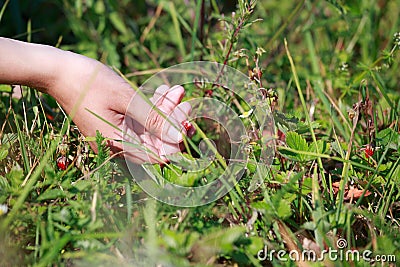 Background. Medicinal herbs. Hand collecting strawberries. Stock Photo