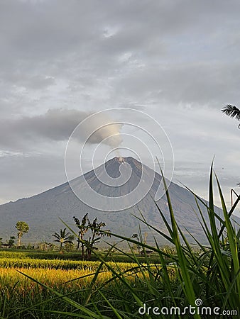 background of Mount Semeru and rice fields Stock Photo