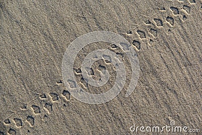 Background of a mountain bike track on the beach Stock Photo