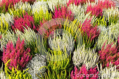 A background of multicolored blossoming heathers. Stock Photo