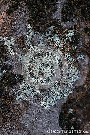 Background. Multicolored lichen on a stone Stock Photo