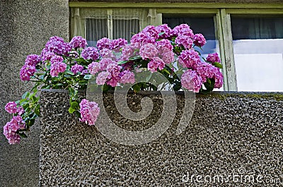 Background of multiple rose hydrangea plant or hortensia flower in balcony Stock Photo