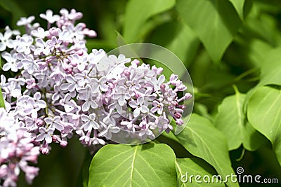 Background of natural beauty. A lilac blossoming tree. Stock Photo