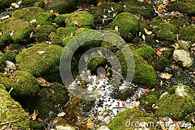 Background nature green moss on the boulders, autumn leaves, and a puddle of water Stock Photo