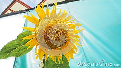 Background nature single Sunflower has copy space Stock Photo