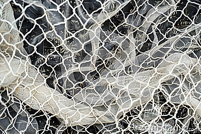 The background is netted, with white and black colors. the top view angle is flat lay with a simple background at a high reso Cartoon Illustration