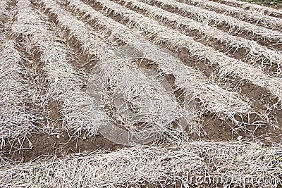 The Background of newly plowed field ready for new crops Stock Photo