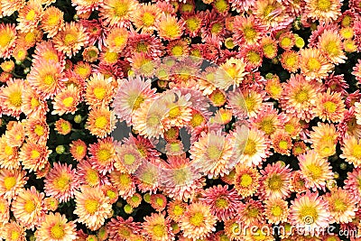 Orange chrysanthemum Background Stock Photo