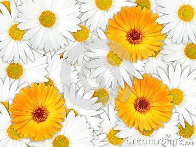 Background of orange and white flowers Stock Photo