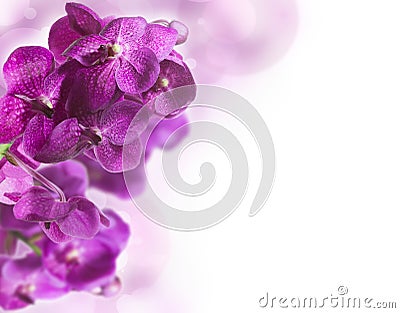 Background with orchids Stock Photo