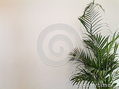 Background palm green white nature beutiful Stock Photo