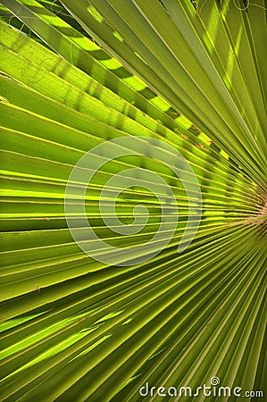 Background of palm leaf Stock Photo