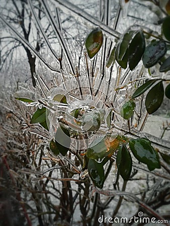 Background, partially blurry, ice covered green leaves and branches Stock Photo