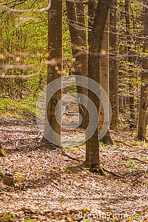 Background with path fallen leafs and trees Stock Photo