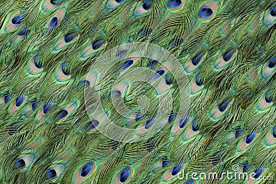 Background of Peacock Feathers Stock Photo