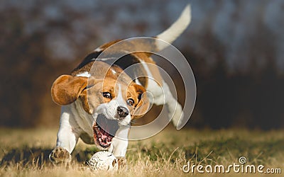 Background photo of a dog chasing a ball Stock Photo