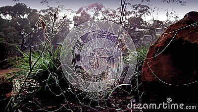 Background photograph of spider web Stock Photo