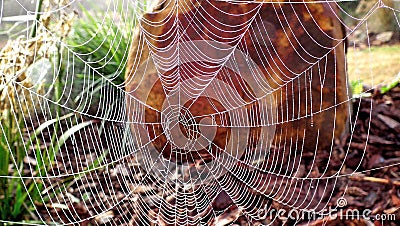 Background photograph of spider web Stock Photo