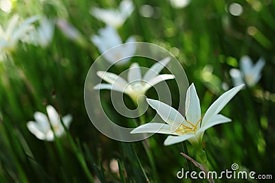 White Zephyranthes minuta flowers Stock Photo