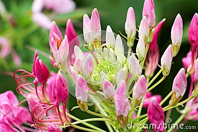 Background pink flower and sun light 84. Stock Photo