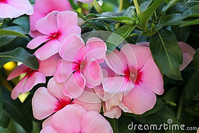 Background pink flower and sun light 81. Stock Photo