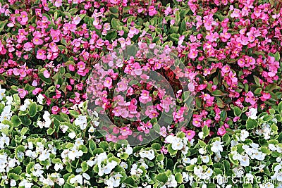 Background of pink flowers tuberous begonias Stock Photo