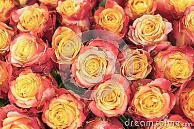 Background of pink and peach roses. Fresh pink roses. A huge bouquet of flowers. The best gift for women. Background Stock Photo