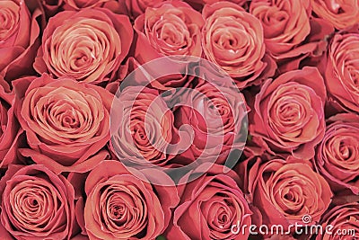 Background of pink and peach roses. Fresh pink roses. A huge bouquet of flowers. The best gift for women Stock Photo