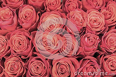 Background of pink and peach roses. Fresh pink roses. A huge bouquet of flowers. The best gift for women Stock Photo