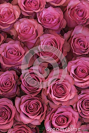 Background of pink and peach roses. Fresh pink roses. A huge bouquet of flowers. The best gift for women. vertical photo Stock Photo