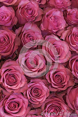 Background of pink and peach roses. Fresh pink roses. A huge bouquet of flowers. The best gift for women. vertical photo Stock Photo